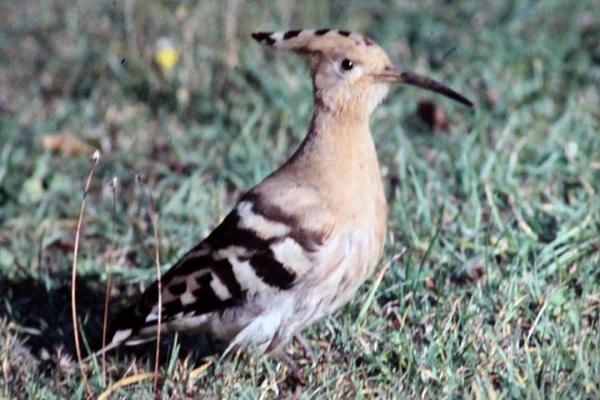 A rare sighting of a Hoopoe.jpg